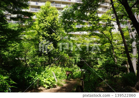 A view of the hydrangea path at Itabashi Sun City in Nakadai 3-chome, Itabashi-ku, Tokyo. A view of the hydrangea path at Itabashi Sun City in Nakadai 3-chome, Itabashi-ku, Tokyo. 139522860