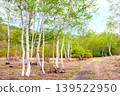 Fresh green birch forest 139522950