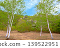 Fresh green forest 139522951