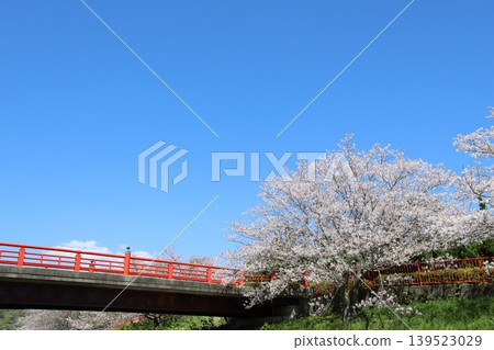 A scene of cherry blossoms in full bloom and a red bridge on a clear spring day (1) A scene of cherry blossoms in full bloom and a red bridge on a clear spring day (1) 139523029