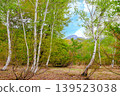 A birch forest in fresh greenery and Mount Hotaka 139523038