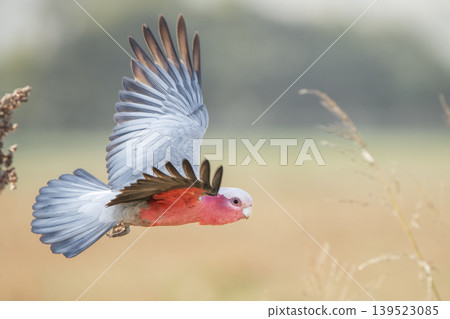 Galah Galah 139523085