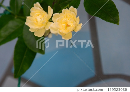 Flowers Flowers 139523086