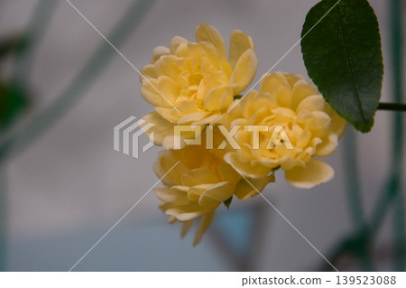 花 花 139523088