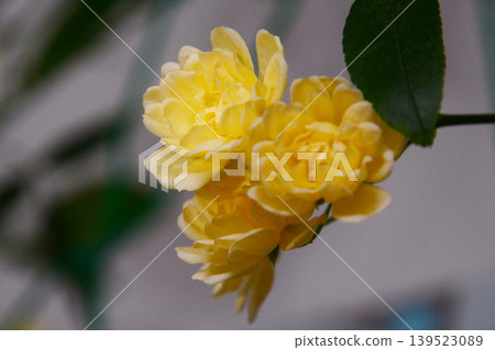 花 花 139523089