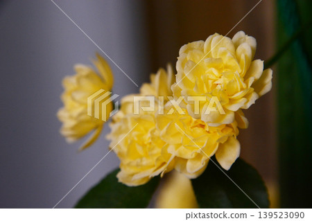 花 花 139523090