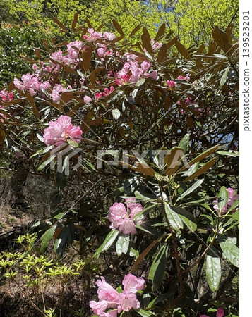 Rhododendrons have begun to bloom. 139523201