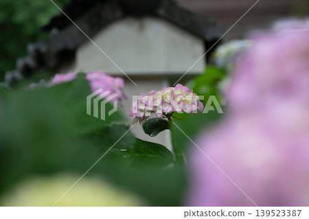 Rainy season sky, hydrangeas Rainy season sky, hydrangeas 139523387