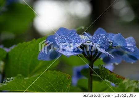 Rainy season sky, hydrangeas Rainy season sky, hydrangeas 139523390