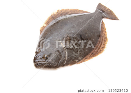 比目魚(活比目魚) 比目魚(活比目魚) 139523410
