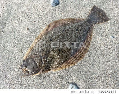 Freshly caught flounder Freshly caught flounder 139523411