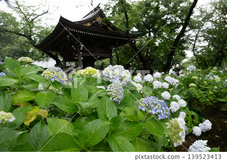 Rainy season sky, hydrangeas Rainy season sky, hydrangeas 139523413