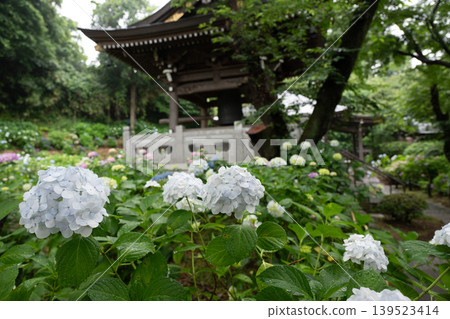 Rainy season sky, hydrangeas Rainy season sky, hydrangeas 139523414