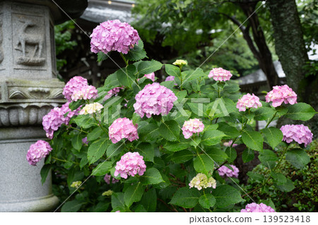 Rainy season sky, hydrangeas Rainy season sky, hydrangeas 139523418
