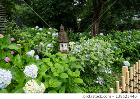 雨季的天空，繡球花 139523440