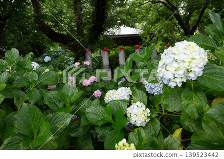 Rainy season sky, hydrangeas Rainy season sky, hydrangeas 139523442