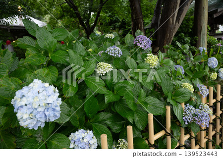 Rainy season sky, hydrangeas Rainy season sky, hydrangeas 139523443