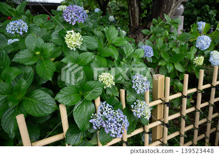 Rainy season sky, hydrangeas Rainy season sky, hydrangeas 139523448