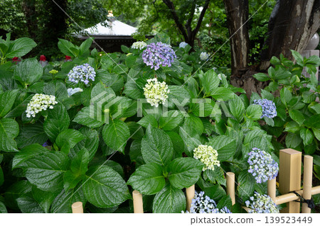 Rainy season sky, hydrangeas Rainy season sky, hydrangeas 139523449