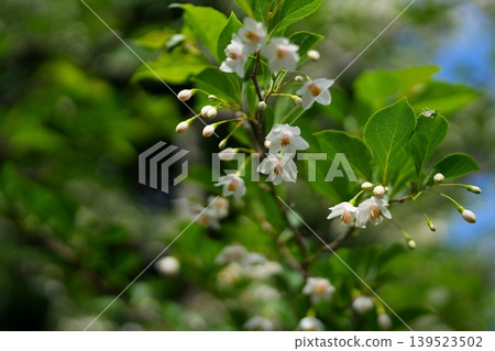 Styrax flower Styrax flower 139523502