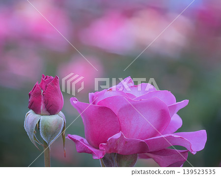 Beautiful pink rose Beautiful pink rose 139523535