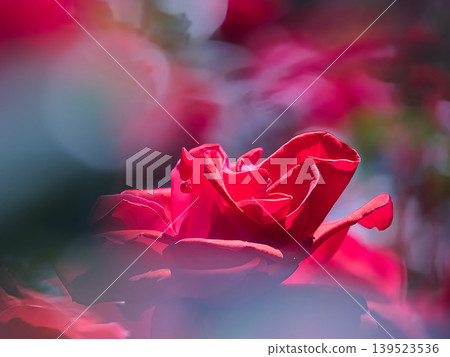 一朵紅玫瑰 139523536