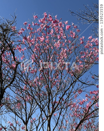 曙杜鵑在藍天的襯托下格外醒目。 曙杜鵑在藍天的襯托下格外醒目。 139523559