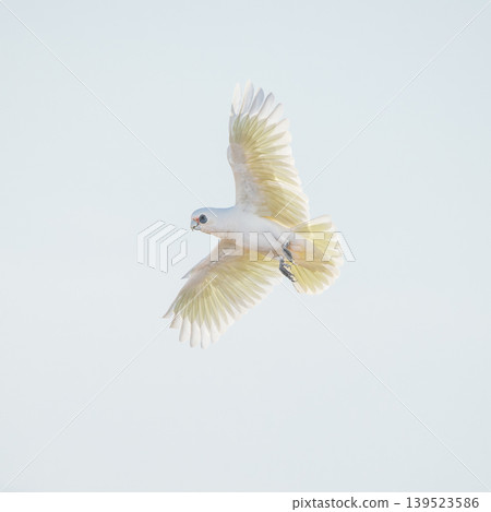 Long-billed corella Long-billed corella 139523586