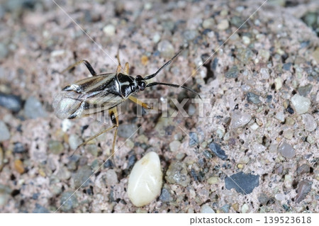 This is a living creature, an insect, a male *Stenocorus scoparius*. It is about 5 mm long and can be found on oak and sawtooth oak trees in the spring. 139523618