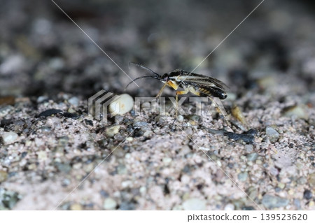 這是一隻雄性矮小蠹(Stenotus humilis),一種昆蟲。它通體黑色,帶有白色斑紋,但雌性是紅色的,看起來像是另一個物種。 這是一隻雄性矮小蠹(Stenotus humilis),一種昆蟲。它通體黑色,帶有白色斑紋,但雌性是紅色的,看起來像是另一個物種。 139523620