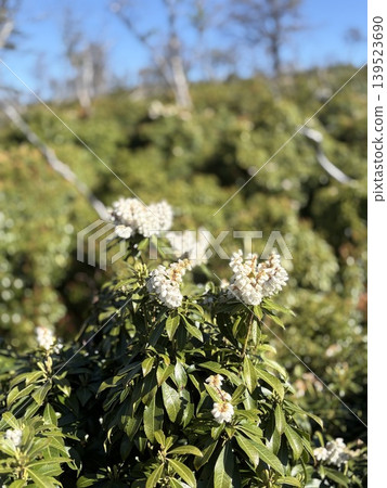 White Aseb flowers White Aseb flowers 139523690