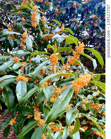 一張桂花樹的全貌照片。 139523787