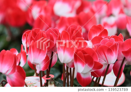 Cyclamen Christmas Flower Garden Cyclamen Cyclamen Christmas Flower Garden Cyclamen 139523789