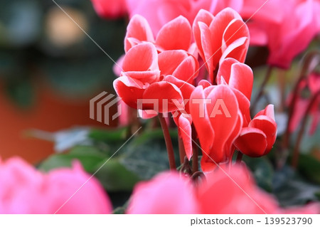 Cyclamen Christmas Flower Garden Cyclamen Cyclamen Christmas Flower Garden Cyclamen 139523790