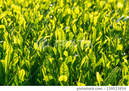 New tea leaves New tea leaves 139523854