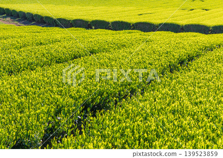 新茶葉 新茶葉 139523859