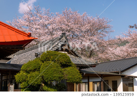 Nakano, Minami Alps City, Yamanashi Prefecture Somei Yoshino cherry trees in full bloom on the grounds of Mt. Nakano, Minami Alps City, Yamanashi Prefecture Somei Yoshino cherry trees in full bloom on the grounds of Mt. 139523959