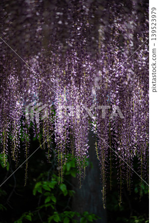 A wisteria trellis bathed in the morning sun A wisteria trellis bathed in the morning sun 139523979