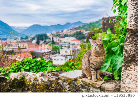 A cat standing on the city walls of Kotor, a UNESCO World Heritage site in Montenegro. A cat standing on the city walls of Kotor, a UNESCO World Heritage site in Montenegro. 139523980