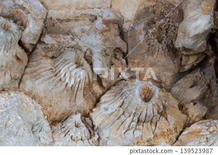 Weathered coral impressions showcasing sediment flow and cavity details. Detailed depiction of aged coral textures highlighting sediment deposits and porous surface features Weathered coral impressions showcasing sediment flow and cavity details. Detailed depiction of aged coral textures highlighting sediment deposits and porous surface features 139523987