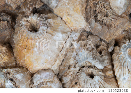 Macro view of fossil coral. Closeup of ancient coral with mineral infill. Detailed macro photograph capturing textures and mineral deposits of ancient fossil coral 139523988