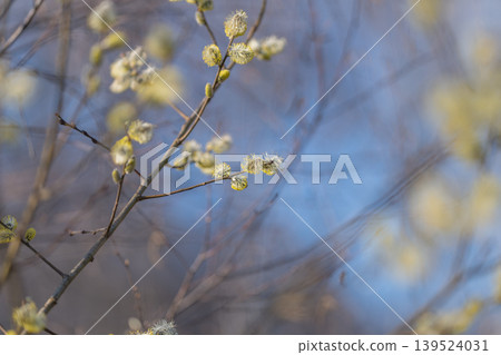 Delicate twigs amid daylight glow. Sparse branches reach skyward revealing fuzzy buds in sunlight. Thin willow twigs extend towards sky with fuzzy buds and outdoor light Delicate twigs amid daylight glow. Sparse branches reach skyward revealing fuzzy buds in sunlight. Thin willow twigs extend towards sky with fuzzy buds and outdoor light 139524031