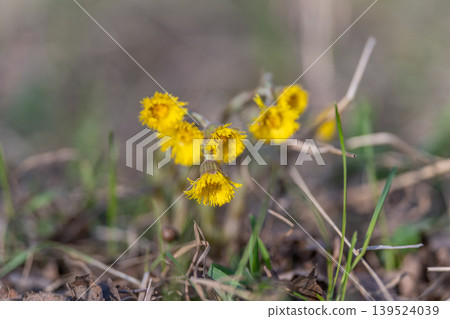 Spring blooms signal change. Sunlit meadow features fresh springtime yellow flowers. Clustered yellow flowers in meadow under warm sunlight indicating seasonal transition Spring blooms signal change. Sunlit meadow features fresh springtime yellow flowers. Clustered yellow flowers in meadow under warm sunlight indicating seasonal transition 139524039