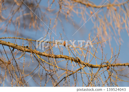 Peaceful winter landscape. Tranquil frosty sky scene. Still winter setting with icy branches and frost. Calm and silent winter environment featuring frosted foliage and serene sky Peaceful winter landscape. Tranquil frosty sky scene. Still winter setting with icy branches and frost. Calm and silent winter environment featuring frosted foliage and serene sky 139524043