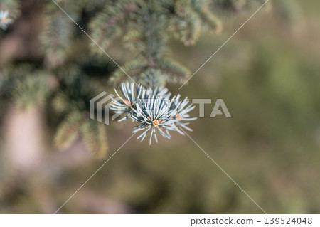 Young coniferous foliage single needle cluster floating against soft background, minimalist composition evoking calm and focus, useful for editorial and mindfulness visuals 139524048