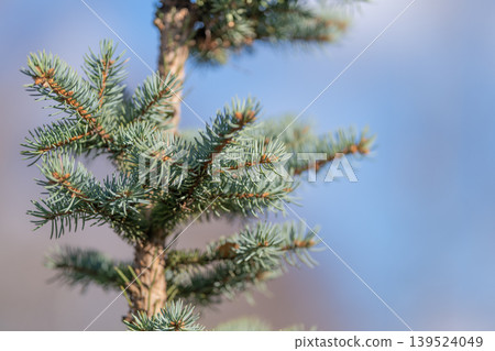 Young coniferous foliage sapling against clear sky, upward growth silhouette with soft backlight, optimistic mood suited for landscape design and outdoor lifestyle projects Young coniferous foliage sapling against clear sky, upward growth silhouette with soft backlight, optimistic mood suited for landscape design and outdoor lifestyle projects 139524049