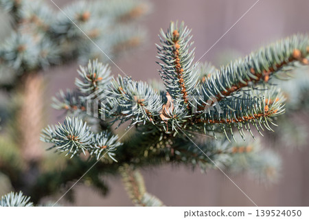 Spruce branch with lush foliage. Delicate bluegreen spruce needles in focus. Closeup view of vibrant coniferous foliage showcasing intricate textures and subtle winter hues Spruce branch with lush foliage. Delicate bluegreen spruce needles in focus. Closeup view of vibrant coniferous foliage showcasing intricate textures and subtle winter hues 139524050