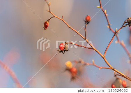Sharp detailed image of herbal plant with seed and calyx. Vivid botanical photograph showcasing dried rosehip with seed cavity and calyx structure for herbal product imagery 139524062