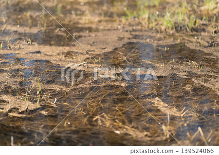 Earthy scene showcasing marshy ground and shadows. Vegetation and soil features at countryside wetland edge. Study of organic debris and soft shadows in marshy rural terrain Earthy scene showcasing marshy ground and shadows. Vegetation and soil features at countryside wetland edge. Study of organic debris and soft shadows in marshy rural terrain 139524066