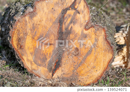Log segment exposed showing annual growth rings and bark debris. Natural forest floor scene featuring cut wood disc amidst grass and bark fragments with visible rings Log segment exposed showing annual growth rings and bark debris. Natural forest floor scene featuring cut wood disc amidst grass and bark fragments with visible rings 139524071